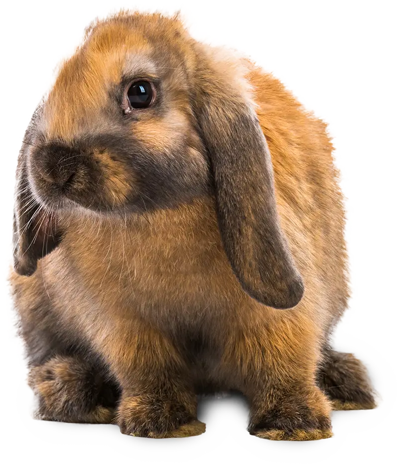 rabbit no background