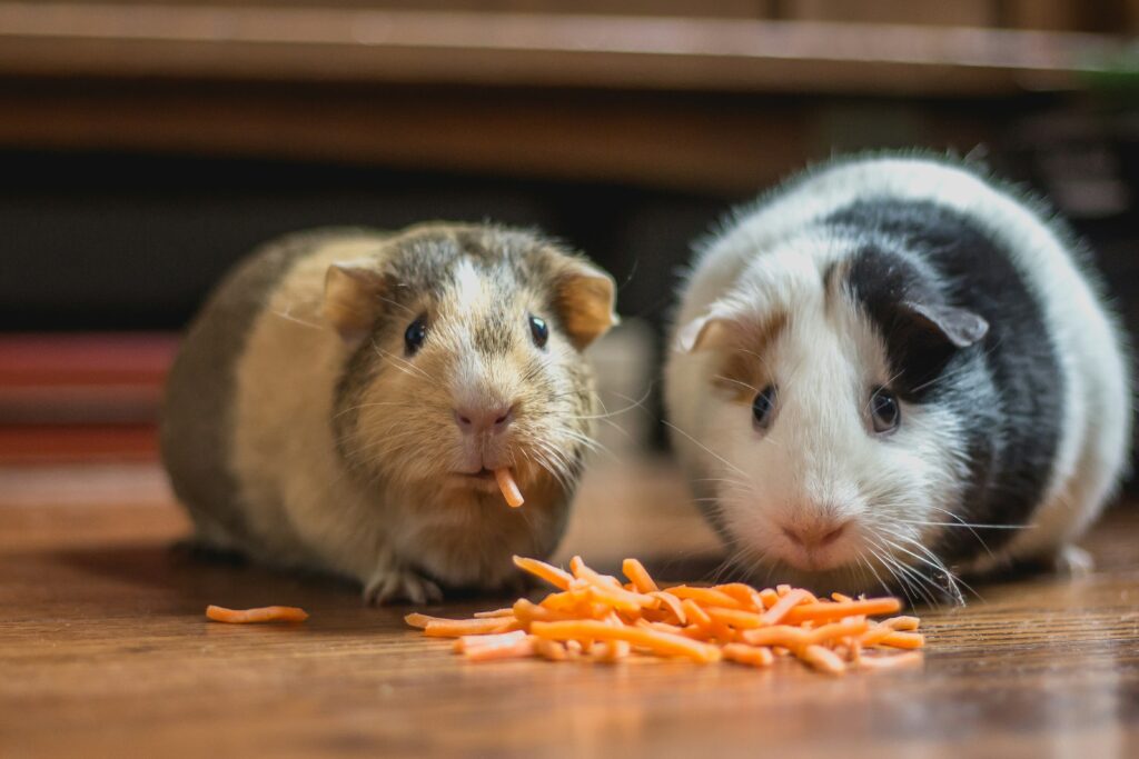 can guinea pigs eat rabbit food