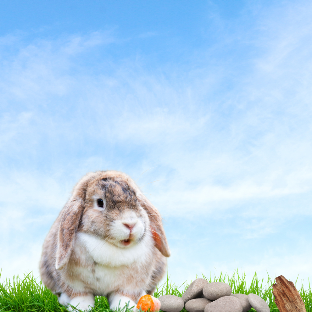 keep rabbits nails short stones