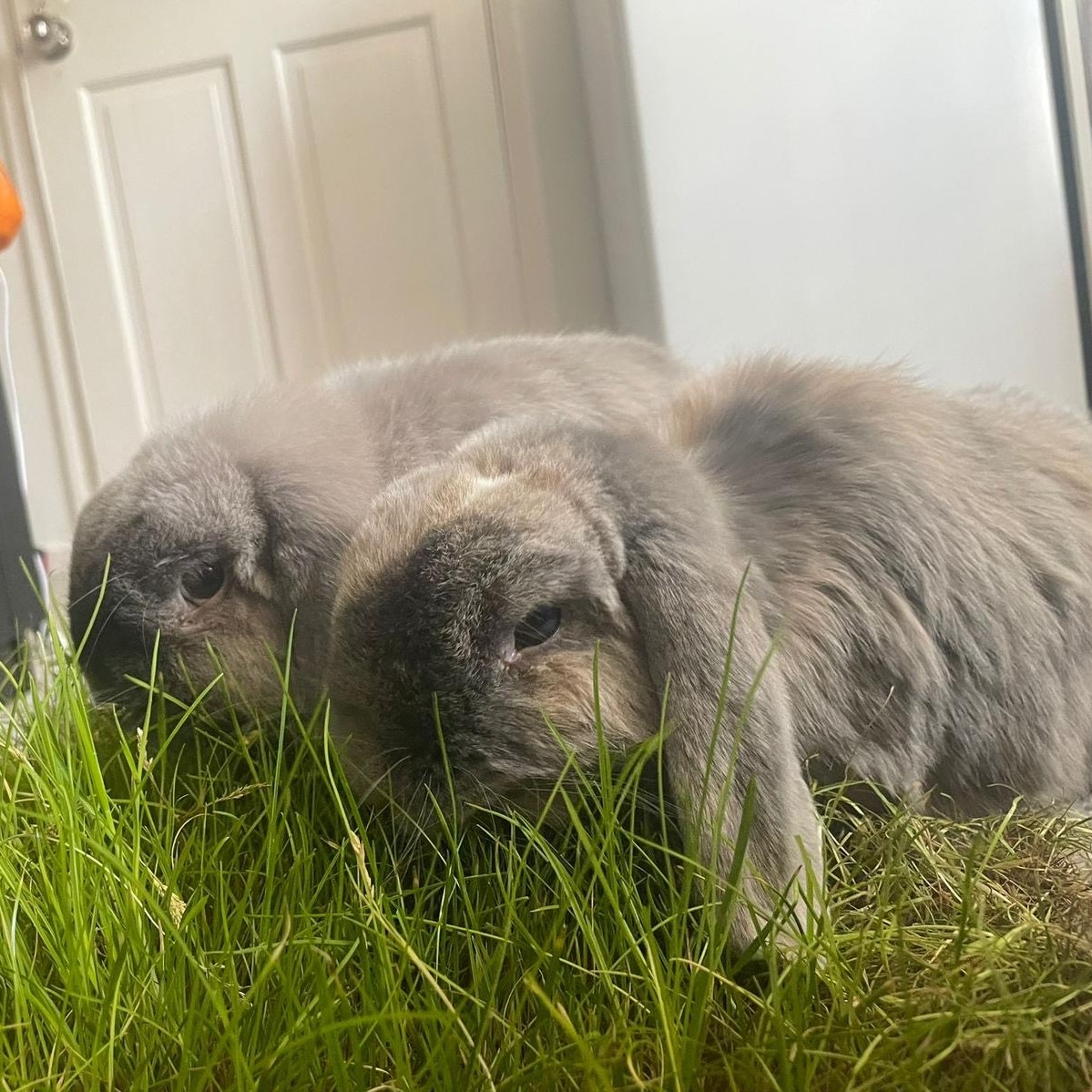 Mini-Meadow – Real Grass Patch for Indoor Pets - Image 4