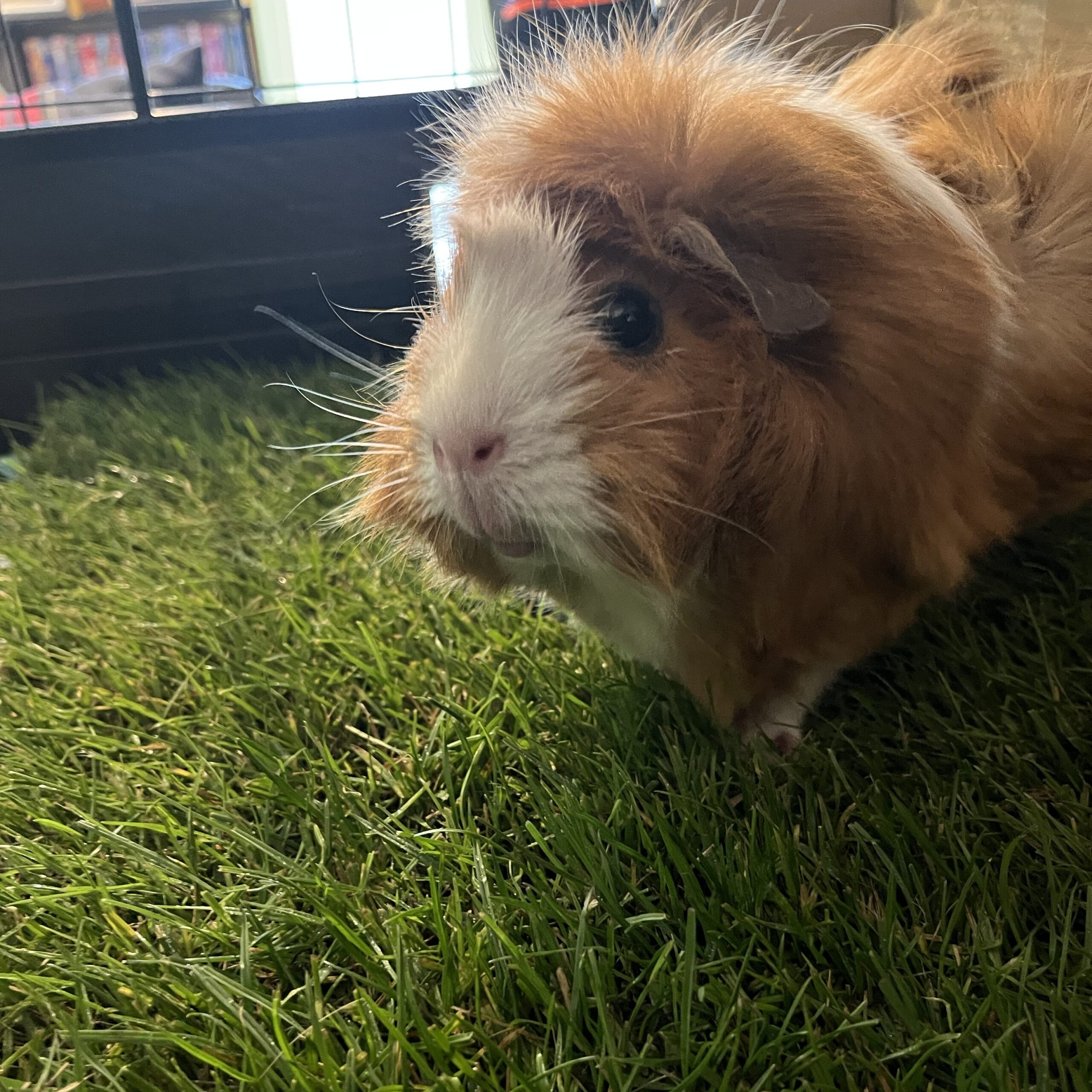 Mini-Meadow – Real Grass Patch for Indoor Pets - Image 3