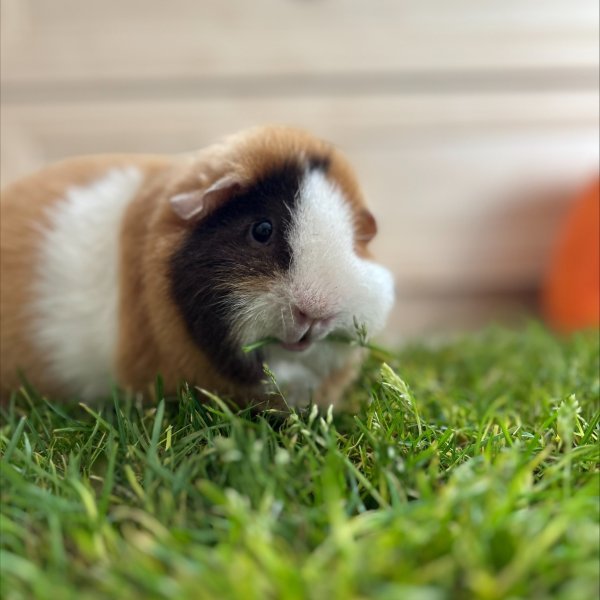 Mini-Meadow – Real Grass Patch for Indoor Pets - Image 2